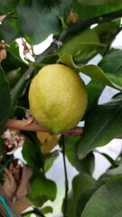 gelbe Zitrone  mit grünen Blättern im Hintergrund