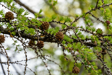 branch of a tree