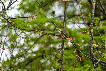 branch with berries