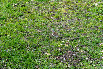 bird on the grass