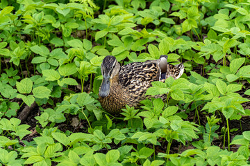 duck in the forest