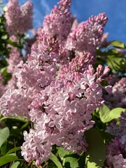 Tender blooming lilac, natural lilac in blossom