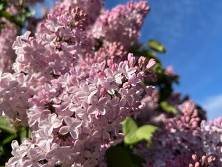 Tender blooming lilac, natural lilac in blossom