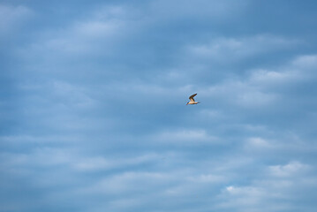 The tern (sea tern) living in the Izmir city forest is constantly hunting fish both to feed its...