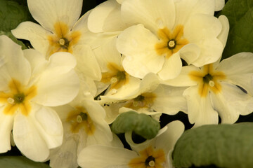 Primula acaulis spring flower of a beautiful yellowish white color with a saffron center and large intense green leaves