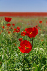 Naklejka premium blossom poppies