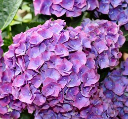 purple hydrangea flower