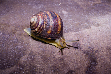 Common snail crawling on the ground