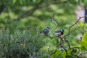 Fütterung junger Kohlmeisen 8