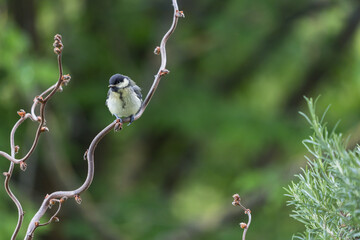 Fütterung junger Kohlmeisen 1