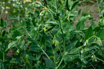 Flowering peas in the field.