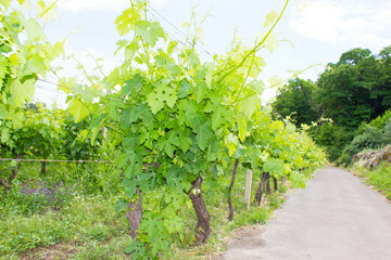 Fototapeta na wymiar Vineyard in Sicily on Etna vulcan. Italian wine grape variety. Sicilia, Etna, Italy. Rows of vines