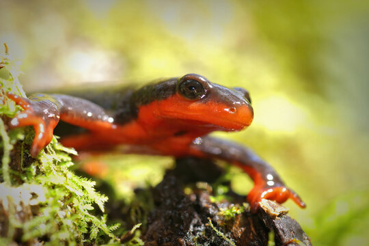 Closeup on a red bellied newt, Taricha rivularis on green moss in Northern California