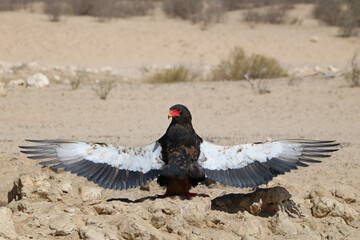Bateleur Eagle sunbathing or anting with outstretched wings, Kgalagadi, South Africa
