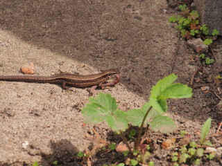 A lizard has caught an earthworm and is trying to eat it.