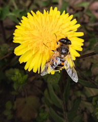 bee on a yellow dandelion collects nectar. photo. - 508999898