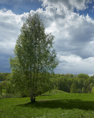Birch in spring in the park 