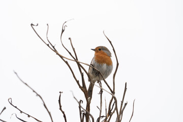 Single Robin Bird on Bracken on cliff edge silhouette with white sky and sea in background
