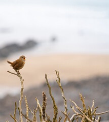 Single Wren Bird on Bracken on cliff edge silhouette with white sky and sea in background space for text