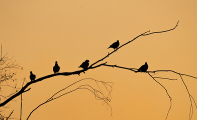 The silhouette of multiple doves sitting on a branch during sunset in qatar. selective focus