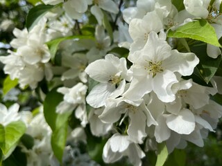 Tender blooming fruit tree, white flowers tree blossom 