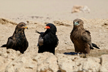 Bateleur Eagle - Three ages - sub-adult, adult and juvenile, Kgalagadi, South Africa