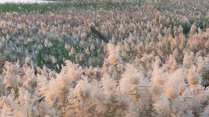 Pampas grass at the edge of lagoon in Qatar.