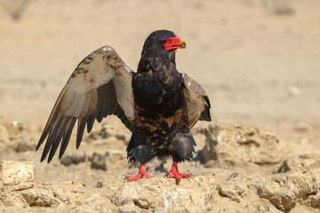 Bateleur Eagle, Kgalagadi, South Africa