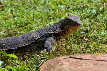 Big Asian water monitor enjoying the sunlight