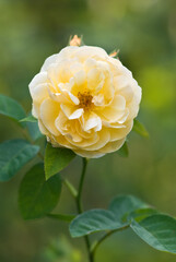Yellow English Shrub Rose - Rosa Graham Thomas