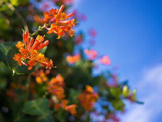 Flowers and nature in the morning Still bright This flower is Lonicera caprifoliumhe sky is clear