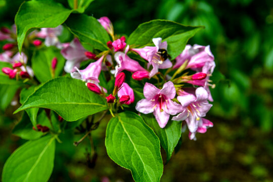 Weigela florida plant with flowers in full bloom in a garden.