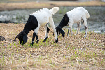 Naklejka na ściany i meble Black and white goat eating grass 