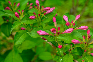 Weigela florida plant with flowers in full bloom in a garden.