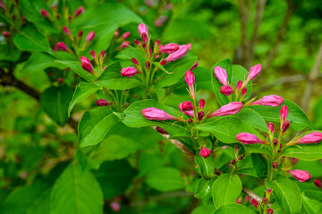 Weigela florida plant with flowers in full bloom in a garden.