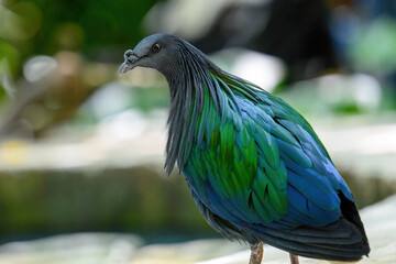 Close-up of a Nicobar pigeon, considered the closest living connection to the extinct dodo bird. © Ayman Haykal
