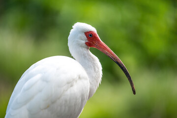 Close-up of a white ibis