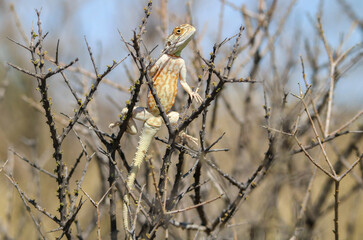 Ground Agama, sunbathing, Kgalagadi, South Africa