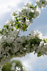 White blooming flowers on blurred background. Apple tree bloom with blue sky in garden, park. Beautiful backdrop for Easter, spring or summer blossom concept. Close up, selective soft focus, vertical