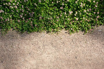 Color photo of a field of clover in grass