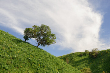 Green foothills with tree (surroundings of the city of Almaty)