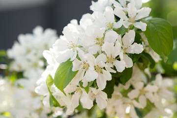 White blooming flowers on blurred background. Apple tree bloom in sunshine in garden and park. Beautiful backdrop for Easter, spring or summer blossom concept. Close up, selective soft focus