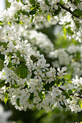 Fototapeta premium White blooming flowers on blurred background. Apple tree bloom in sunshine in garden and park. Beautiful backdrop for Easter, spring or summer blossom concept. Close up, selective soft focus, vertical