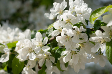 White blooming flowers on blurred background. Apple tree bloom in sunshine in garden and park. Beautiful backdrop for Easter, spring or summer blossom concept. Close up, selective soft focus
