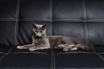 Cute grey cat lies near black of leather sofa in light room