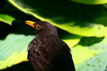Amsel