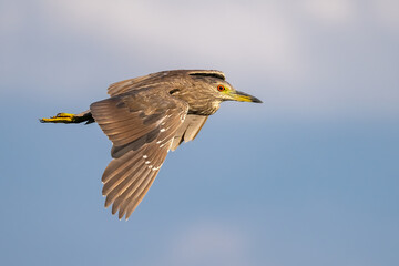 Flying Heron