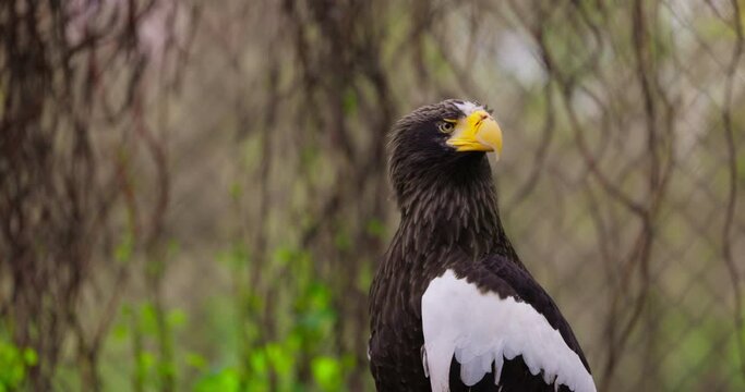 Steller's sea eagle (Haliaeetus pelagicus). Wildlife animal. detail portrait of rare bird. Close-up portrait of beautiful proud bird. 4K Slow motion 120 fps, ProRes 422, 10 bit video