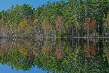 Obraz premium Spring landscape of the shoreline of Big Twin Lake with mirrored reflections in calm water, Hiawatha National Forest, Michigan’s Upper Peninsula, USA