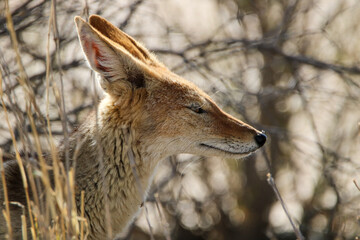 Black-backed Jackal profile, Kgalagadi, South Africa